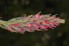 Myricaria rosea
